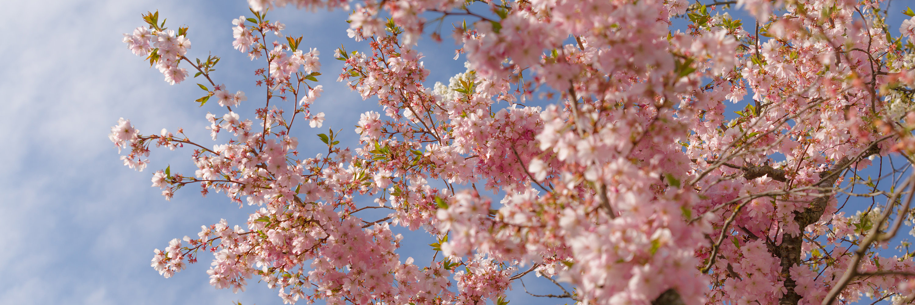 Pflanzen im Frühling. Foto: Philipp Röger für die Stadt Günzburg