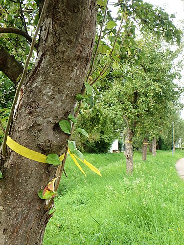 Ist ein Baum mit einem „Gelben Band“ markiert, darf das Obst kostenlos geerntet werden. Über 100 städtische Obstbäume sind für die Ernte zum Eigenbedarf gekennzeichnet. Fotos: Christine Hengeler/Stadt Günzburg