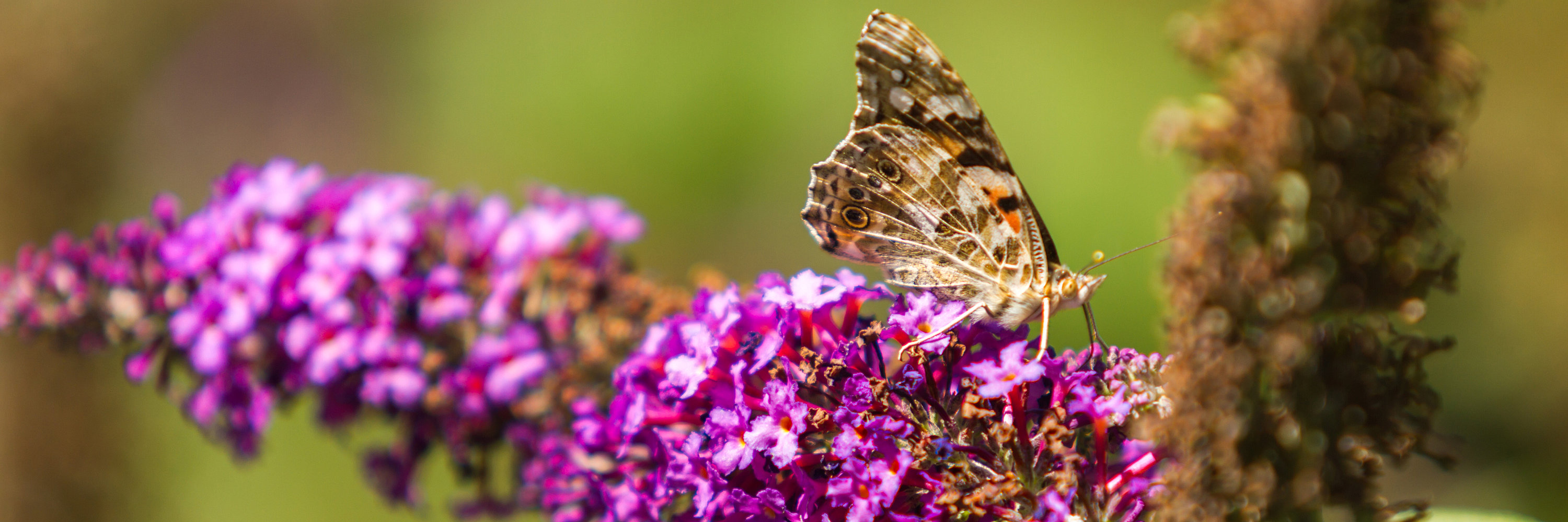 Schmetterling auf lila Blüte. Foto: Philipp Röger für die Stadt Günzburg