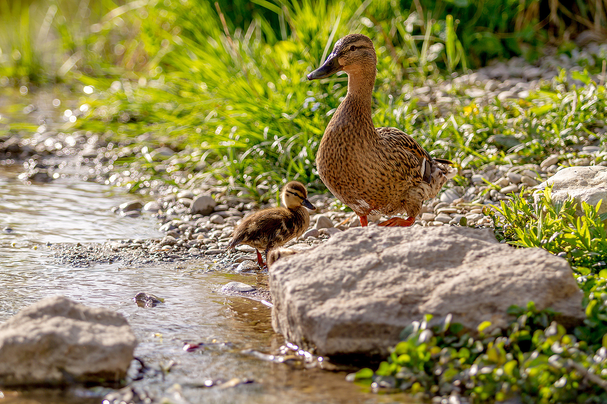 Auf der Hagenweide sind auch Enten zuhause. Foto: Philipp Röger für die Stadt Günzburg