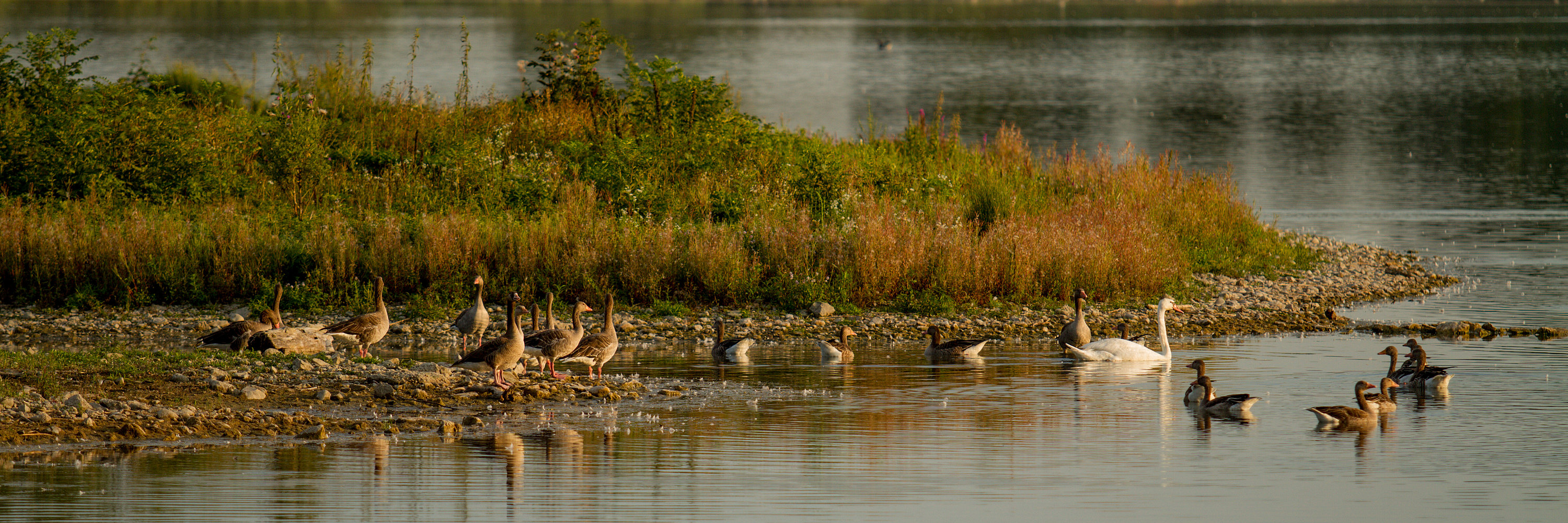 Enten und Schwäne in der Natur. Foto: Philipp Röger für die Stadt Günzburg