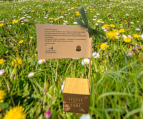 Anlässlich des Tages der Kinderbetreuung bedankte sich die Stadtverwaltung in Form eines kleinen Präsents – ein Holzwürfel mit Samen von Zwergsonnenblumen – bei den Mitarbeitern der städtischen Kindertageseinrichtungen. Foto: Michael Lindner/Stadt Günzburg