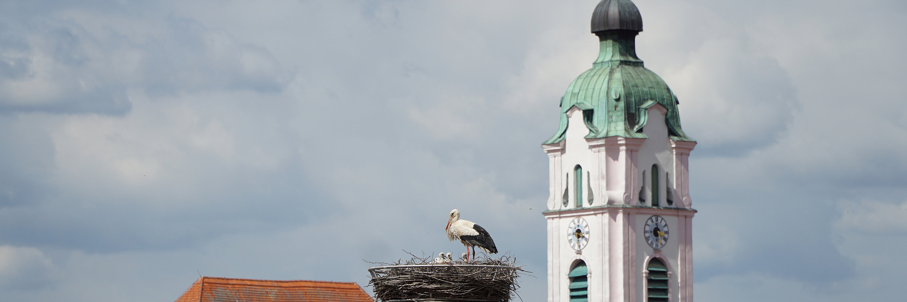 Storchennachwuchs Rathaus. Foto: Julia Ehrlich/ Stadt Günzburg