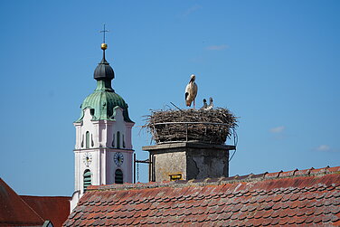 Gut bewacht von einem Elternteil recken zwei junge Störche ihre Köpfe aus dem Nest. Foto: Monika Rudolph/ Stadt Günzburg