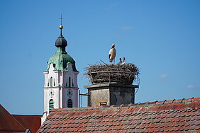 Gut bewacht von einem Elternteil recken zwei junge Störche ihre Köpfe aus dem Nest. Foto: Monika Rudolph/ Stadt Günzburg