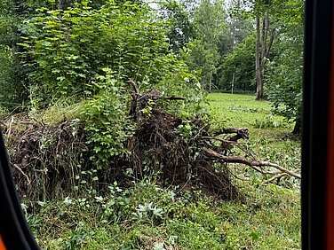 Durch das Unwetter wurden in Günzburg auch Bäume entwurzelt. Foto: Stadt Günzburg