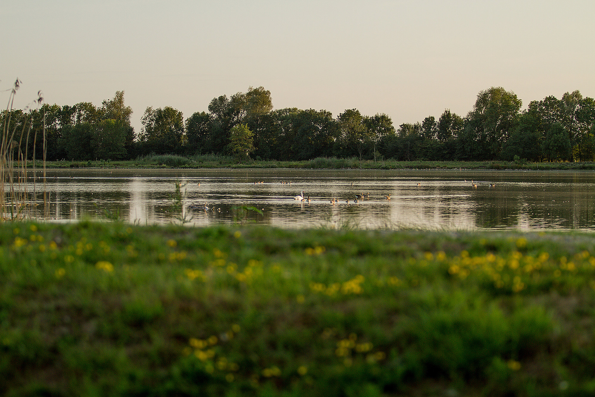 Das Vogelschutzgebiet in den Mooswaldseen in der Nähe von Riedhausen. Foto: Philipp Röger für die Stadt Günzburg