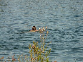 Der Parkplatz am Mooswaldsee ist von den Bauarbeiten nicht betroffen. Foto: Pixabay