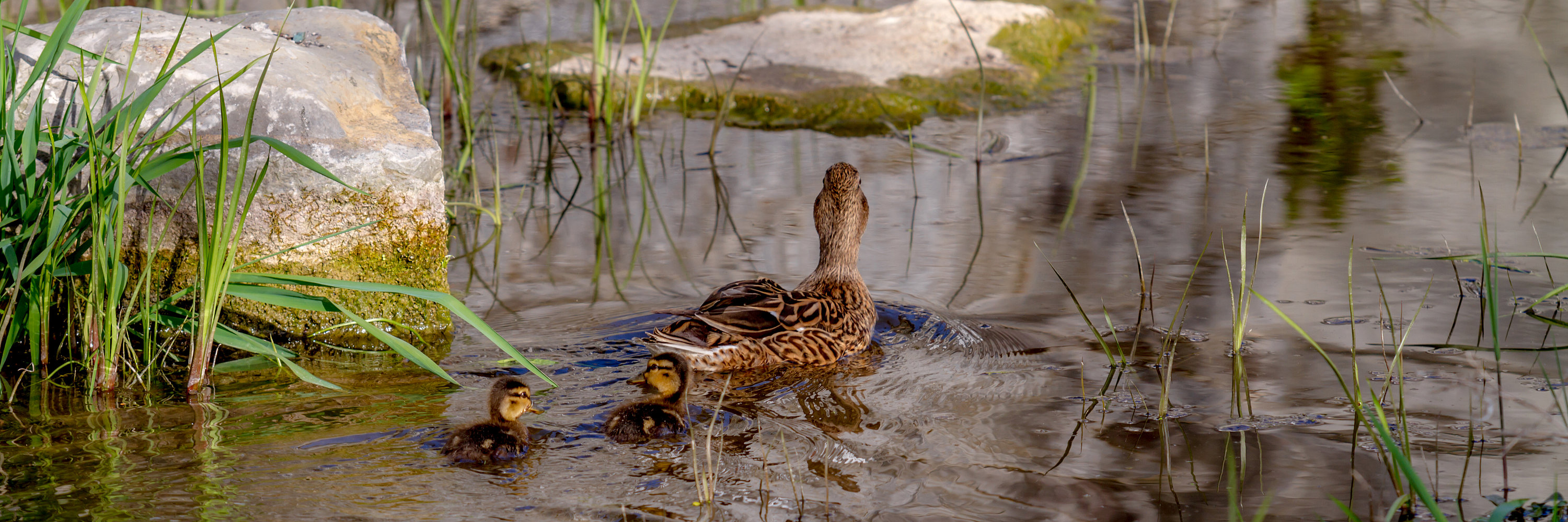 Entenfamilie. Foto: Philipp Röger für die Stadt Günzburg