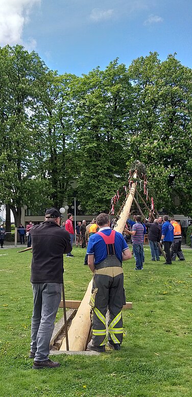 Mit Muskelkraft und im Beisein zahlreicher örtlicher Vereine wird in Günzburg am 28. April auf traditionelle Weise der Maibaum gestellt. Foto: Karin Scheuermann/ Stadt Günzburg