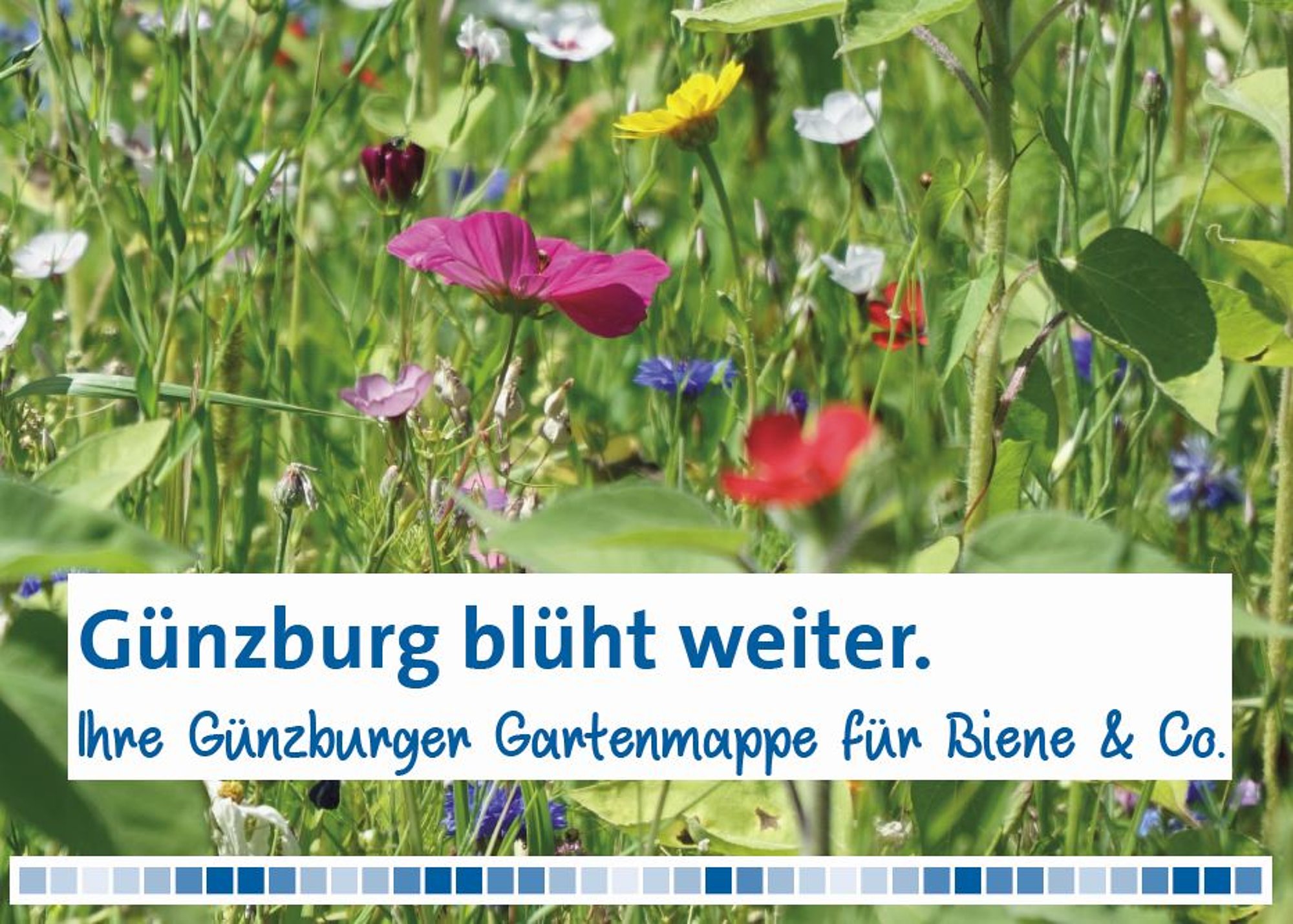 Tipps zu Pflanzen für Insekten und Vögel enthält die kostenlose Gartenmappe der Stadt Günzburg. Grafik: Julia Ehrlich/ Stadt Günzburg