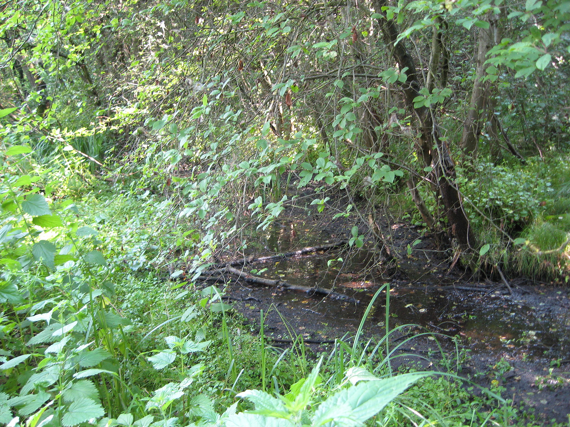 Geschützter Landschaftsbestandteil Bubesheimer Bach. Foto: Christine Hengeler/ Stadt Günzburg