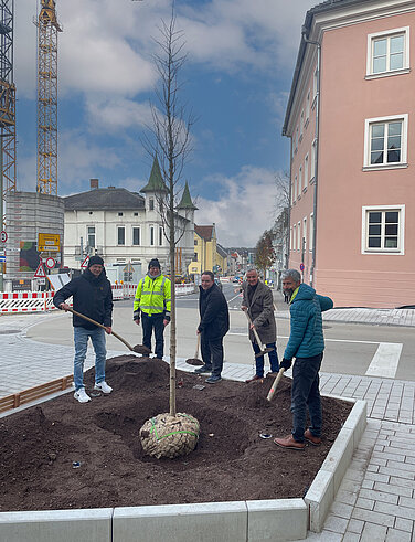 In den vergangenen Monaten wurde die Dillinger Straße umgebaut und neu gestaltet. Nun wurden 29 neue Bäume entlang der Straße eingesetzt. Foto: Michael Lindner/Stadt Günzburg