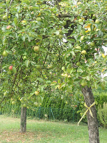Ist ein Baum mit diesem Gelben Band markiert, darf das Obst kostenlos geerntet werden. Mehr als 100 städtische Obstbäume sind mit einem gelben Band markiert. Foto: Christine Hengeler/Stadt Günzburg