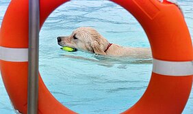 Am Montag, 15. September, dürfen Hunde im Waldbad Günzburg planschen. Foto: Doris Metternich/Pixabay