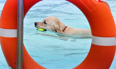 Am Montag, 15. September, dürfen Hunde im Waldbad Günzburg planschen. Foto: Doris Metternich/Pixabay