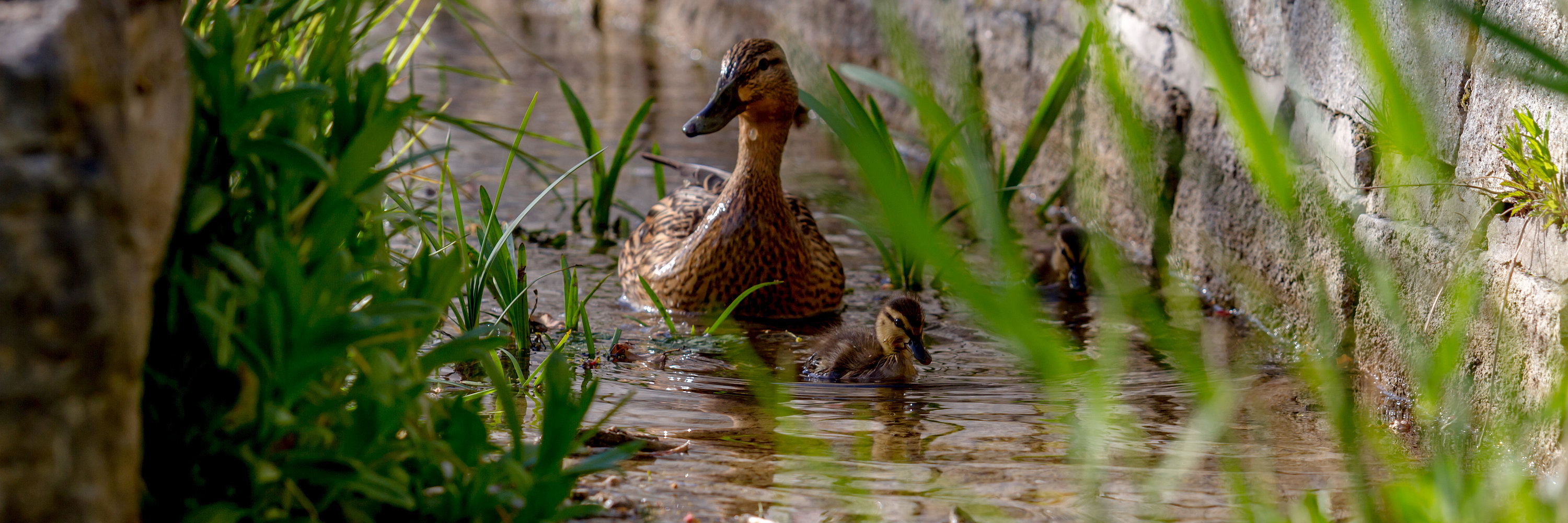 Entenfamilie schwimmt. Foto: Philipp Röger für die Stadt Günzburg