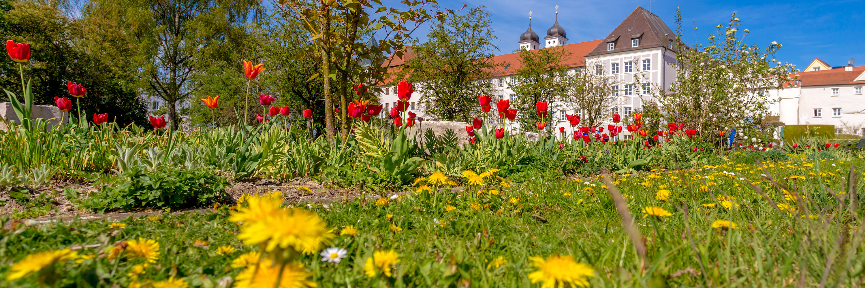 Bunte Blumenwiese am Hofgarten. Foto: Philllip Röger für die Stadt Günzburg