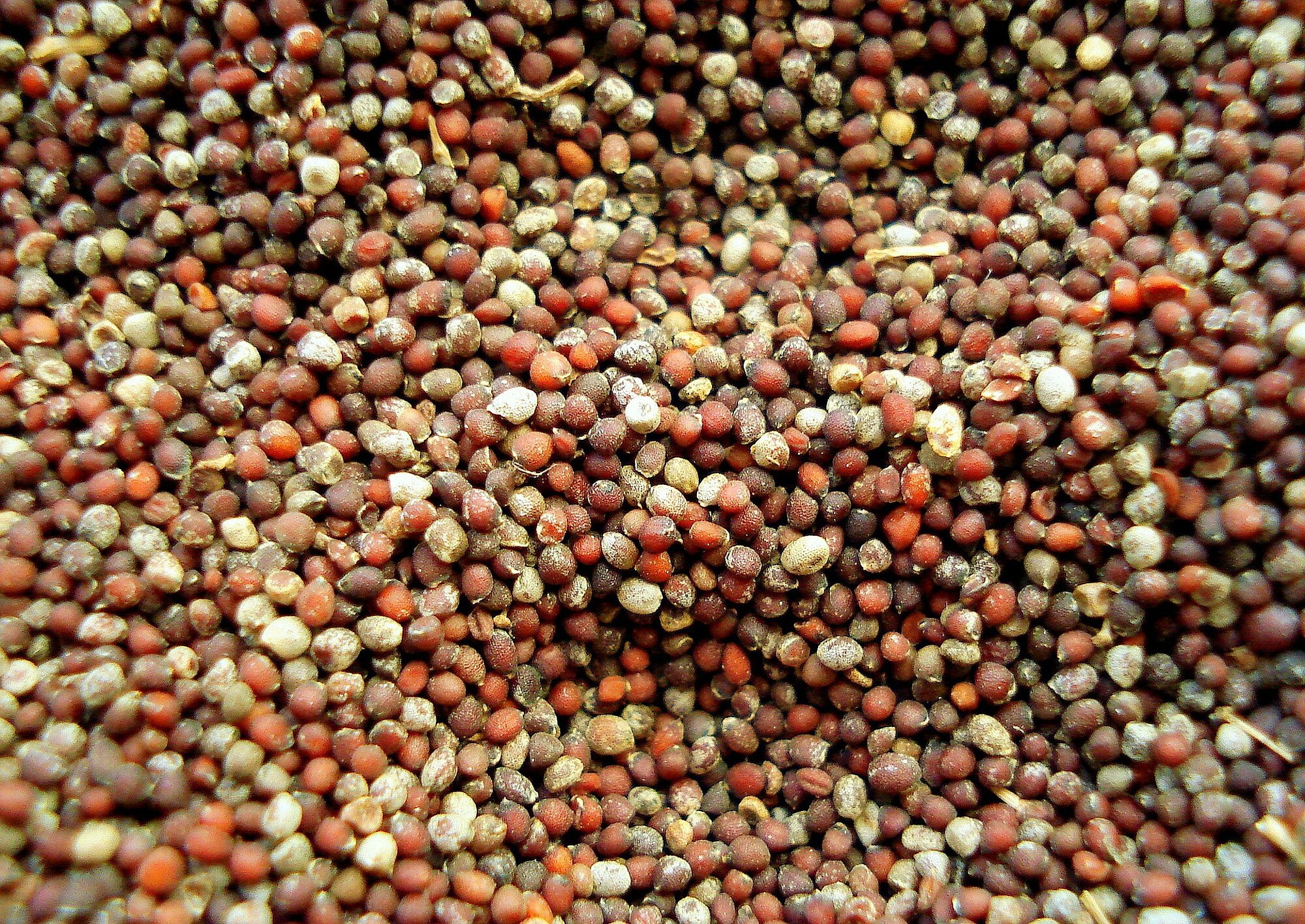 Die Samen der Senfpflanze sind klein, rund und beige oder braun.