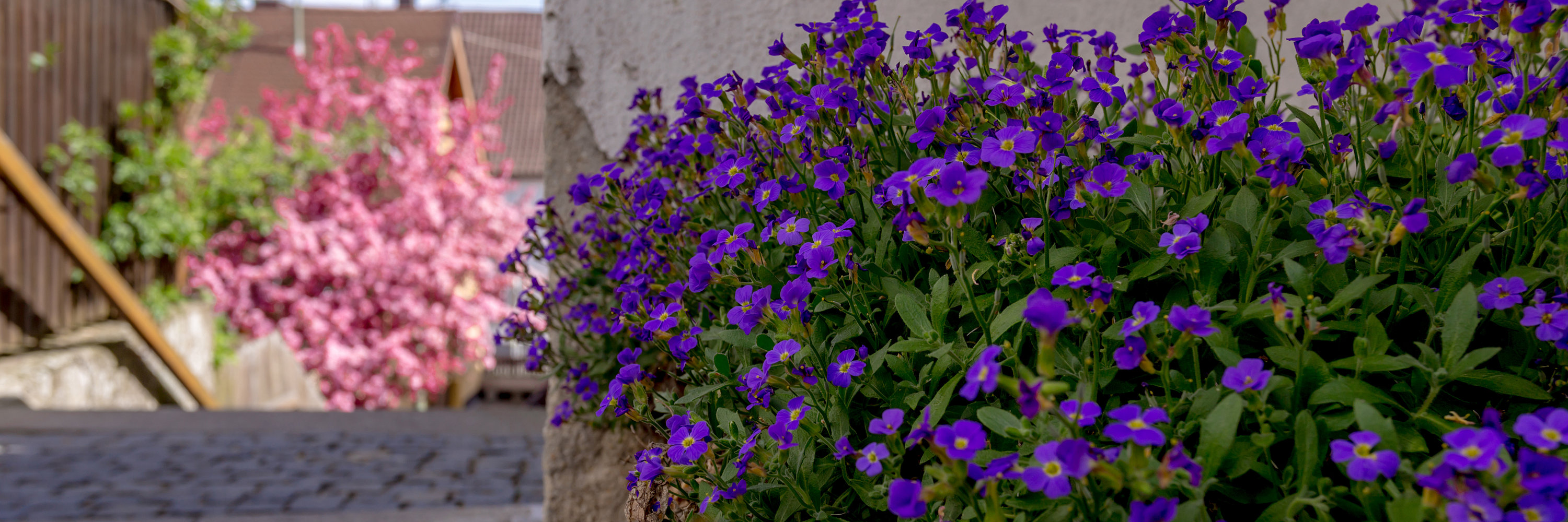 Lila Blumen. Foto: Philipp Röger für die Stadt Günzburg